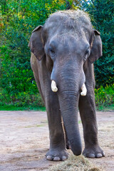 Fototapeta premium Young Asian elephant bull