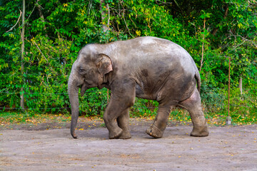 Fototapeta premium Young Asian elephant bull