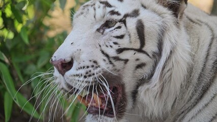 Majestic white tiger in lush greenery, slow-motion, hot summer, wild animal portrait.