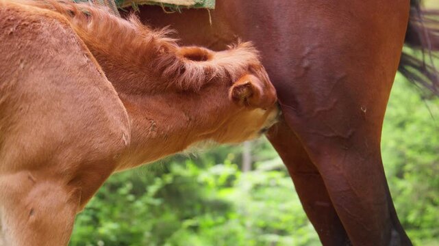 Nurturing chestnut foal drinking milk from mare, revealing profound maternal connection within lush forest landscape, embodying natural bond between animal family members