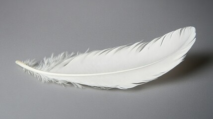 Soft white feather with subtle shadows, isolated on grey background, light and delicate, minimal and clean, high detail and smooth texture