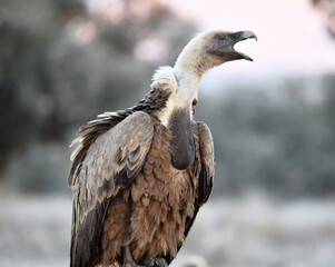 a majestic griffon vulture in freedom
