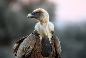 a majestic griffon vulture in freedom