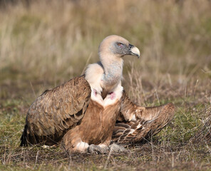 a majestic griffon vulture in freedom