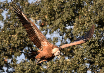 a majestic griffon vulture in freedom