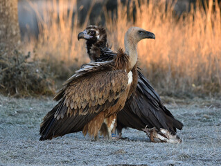 a majestic griffon vulture in freedom