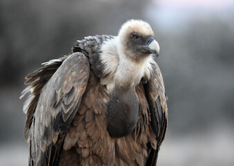 a majestic griffon vulture in freedom