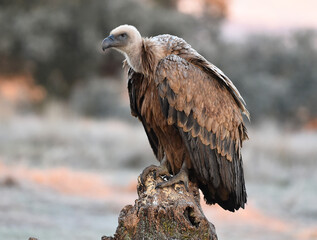 a majestic griffon vulture in freedom