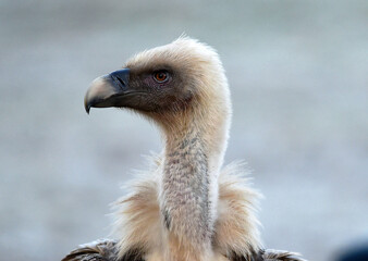 a majestic griffon vulture in freedom