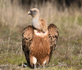 a majestic griffon vulture in freedom
