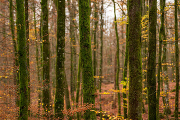 Obraz premium Moss growing on beech trees in a forest.