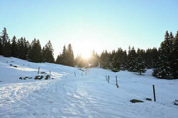 Sun rising behind tall pine trees in the Jura mountains on a cold winter morning