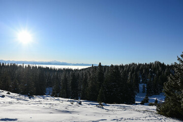 Mont Blanc over a sea of clouds seen from the pine woods of the Jura on a snowy cold morning