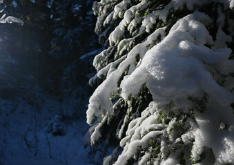 Snowy pine tree branch in the woods