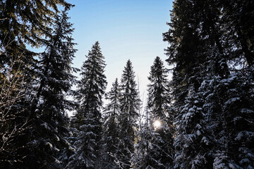 Snowy pine forest in the Jura mountains winter in Switzerland