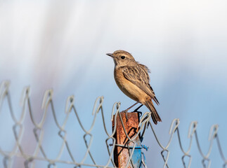 A European Stonechat perched on a fence