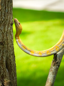 Beautiful yellow python slithering on a tree in a green park. Albino snake. Snake with the scientific name Malayopython reticulatus.