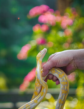 Beautiful python held in human hands. Yellow python in green garden. Albino snake. Snake with the scientific name Malayopython reticulatus.