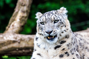 Fototapeta premium Schneeleopard