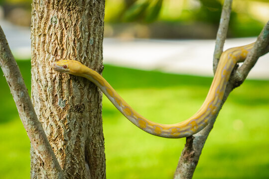 Beautiful yellow python slithering on a tree in a green park. Albino snake. Snake with the scientific name Malayopython reticulatus.