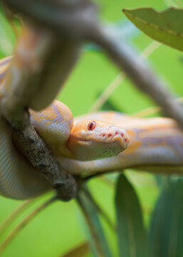 Beautiful yellow python slithering on a tree branch in a green park. Albino snake. Snake with the scientific name Malayopython reticulatus.
