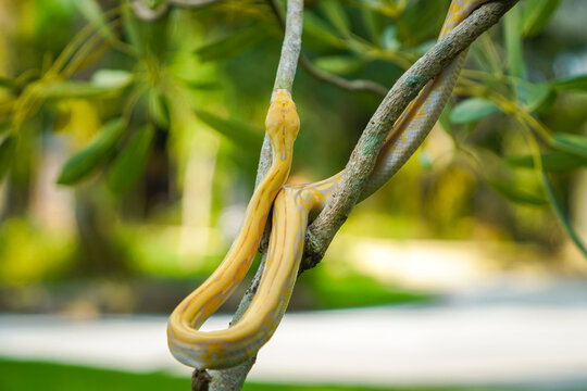 Beautiful yellow python slithering on a tree branch in a green park. Albino snake. Snake with the scientific name Malayopython reticulatus.