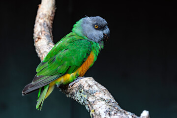 Senegalpapagei