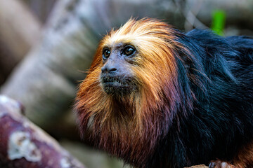 Obraz premium Goldkopflöwenäffchen (Leontopithecus chrysomelas) 