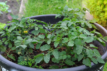 Potato bush is growing in a container in rural garden. Green seedling in countryside. Growing vegetables. Container gardening. Cottage garden.