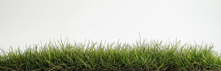 Green fresh grass isolated on white background