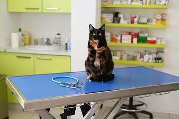 Une chatte assise sur la table d'examen dans une clinique vétérinaire