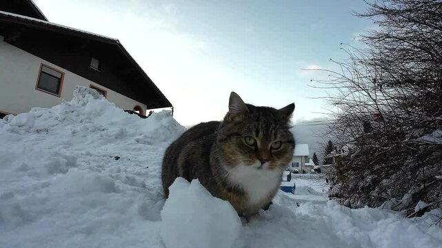 Lustiges Video von einer kleinen dicken Katzen die mit einem Schneeball schmust