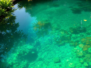 Fototapeta premium Clear green water, lush foliage.