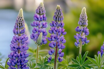 Naklejka premium Lupins in bloom by the lake on a sunny spring day at Tekapo, New Zealand