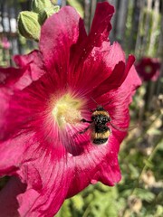 Hummel