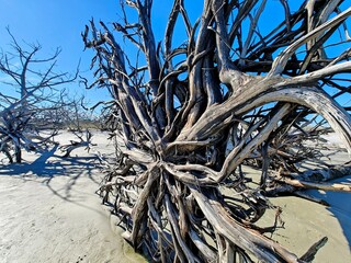 Driftwood skeletons against a vibrant blue sky.