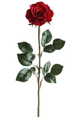 Fototapeta premium Single red rose with long stem and green leaves, romantic floral detail isolated on transparent background.