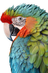 Fototapeta premium Colorful macaw parrot with vibrant feathers, detailed close-up isolated on transparent background.