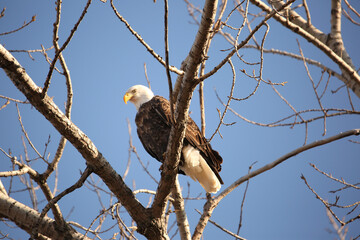 Perched Eagle 