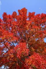 青空に映えるタイワンフウ　初冬　（高知県　高知市　針木浄水場）