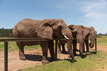 Knysna Western Cape South Africa.  10.12.2024. Young African elephants wait to be fed by tourists visiting/
