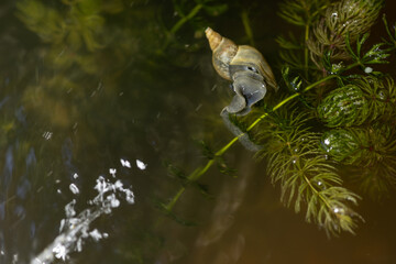 A snail with a twisted shell crawls under the surface on a plant.
