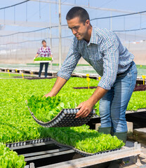 Man farmer holding trays for seedling in glasshouse. Woman worker carrying box with sprouts in...