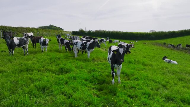 Bulls and Cows on the pasture from a drone, Devon Farms, England