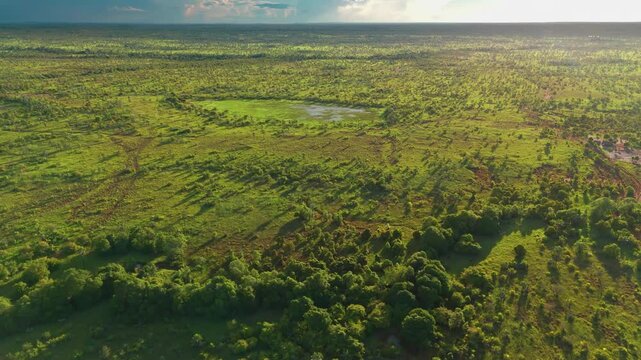4K drone footage showcasing the vast, untouched forests of Madagascar, teeming with life and natural beauty.