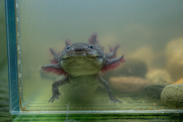 Natural colored axolotl in cloudy aquarium water.
