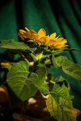 yellow leaves on the ground