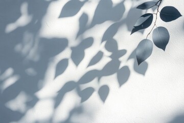Minimalist Shadow of Tree Leaves on Textured White Wall