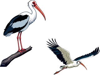 Majestic stork perched on branch and soaring through sky