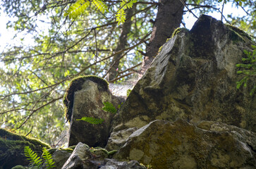 Scenic view of a tall rock formation of Dovbush pantries surrounded by dense green forest under...